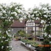 David Austin Roses Gardens