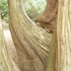 Westonbirt Arboretum