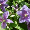 Nymans Garden