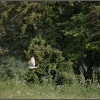 Distant Owl, Great Doddington.