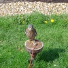 Liberty's Owl, Raptor and Reptile Centre