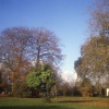 Autumn colours, County Museum grounds, Abergwili 