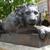 One of our lions.