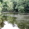 C S Lewis's lake in Risinghurst