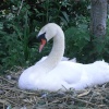 Nesting Swan in Abbotsbury