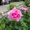 Mount Edgcumbe House, June 2009