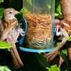 Feeding time