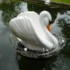 There are 60 Swans