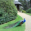 Old Warden, Bedfordshire