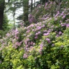 Rhododendrons on the estate drive