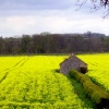 High Coniscliffe, County Durham
