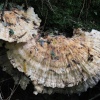 Plate of Fungi