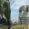 Guillimots and Kittiwakes, Farne Islands