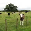 Tilbrook cattle