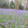 Bluebells