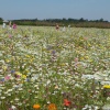 South Petherton