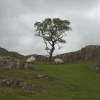 Hadrians Wall