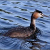 Great Crested Grebe, Stretham.