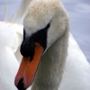 Mute Swan at Valentines Park, Ilford