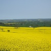 Rapeseed fields near Icomb