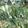 Dartmoor
