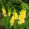 Yellow Gladioli