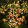 Blackberries