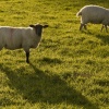 Ambleside sheep 2