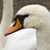 Bowness swan 3