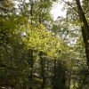 Brackenfell woods