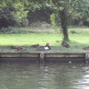 Russian duck by The Thames at Hurley
