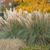 Beauty of Autumn