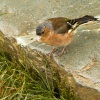 Finch on Loughrigg?