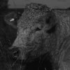 Rodborough resident!