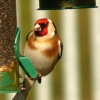 Goldfinch feeding in our Thurmaston garden