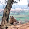 Family of sheep on the outskirts of Northampton