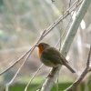Robin in our Thurmaston garden