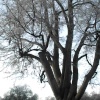 Rushden Hall Park