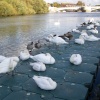 Swans on the River Thames, Reading