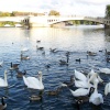 Swans and ducks, River Thames, Reading