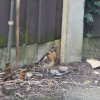 Among the debris in a neighbours garden