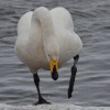 Whooper Swan, Welney