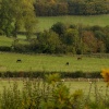 Horses on a farm neighbouring the Waddesdon Estate, Bucks