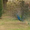 Peacock in Wicksteed Park