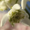 Snowdrops, Steeple Claydon, Bucks
