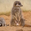 Colchester zoo, Meercats