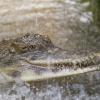 Colchester zoo,Alligator