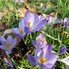 First signs of Spring, Crocus
