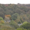Woodland view