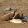 Chatting Seals